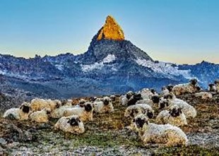 Bild von Meet the Sheep Zermatt